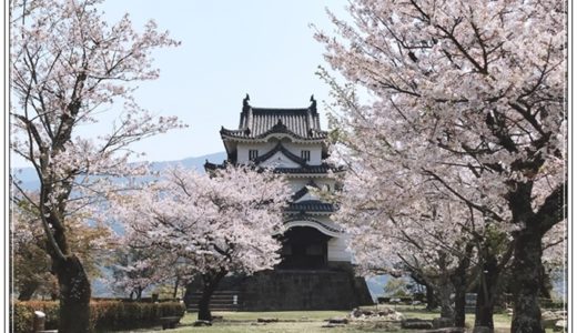 愛媛　春の宇和島城は桜満開　裏側から登ってみました！